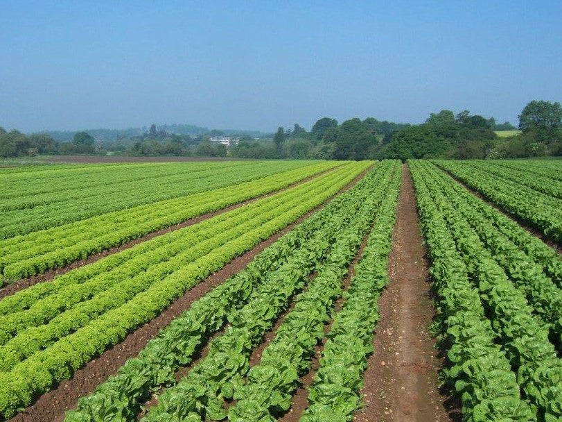 CFA Protocol for Spot Buying of Produce to be used as Ready to Eat