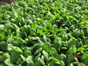 Chilled Food Association Resources Chilledfoodassociation